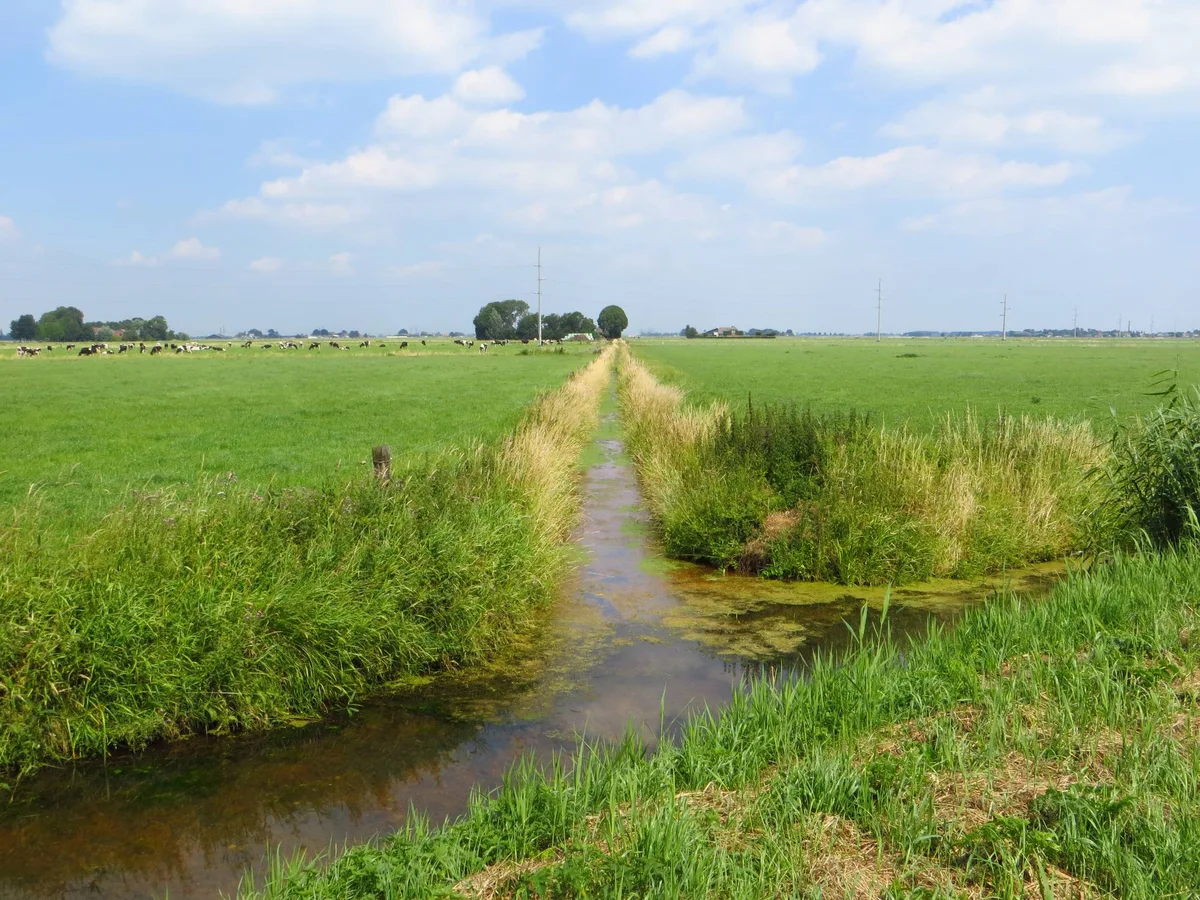 Open landschap met groene weilanden, een sloot en een lichtblauwe lucht